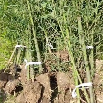 罗汉竹