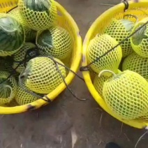 特小凤西瓜江苏特小凤西瓜早货上市欢迎询价专业西瓜代办