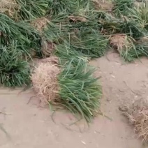山东菏泽麦冬草-金边麦冬基地量大产地直发欢迎采购