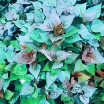 惠顾脱毒红薯苗