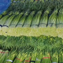 《精选》精品蒜苔白帽蒜苔，苔长70cm原产地一手货源