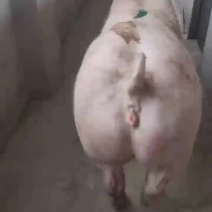 比利时长白母猪公英系大白母猪公猪大约克公猪二元后备母猪