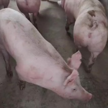 新美长白大白约克母猪公猪