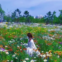 野花组合种子耐荫长花期多年生宿根基本政府用