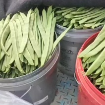 精品芸豆