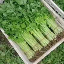 【香芹】精品芹菜产区直发种植大户基地直销可视频看