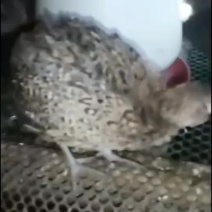 青年七彩山鸡