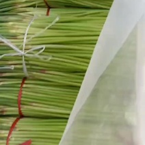 精品蒜苔大量上市了