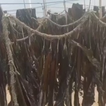 无沙挂菜，自家养殖批发价
