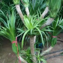 龙血树多头龙血树客厅大型绿植大盆净化空气吸甲醛盆栽老桩易