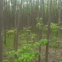 栾树