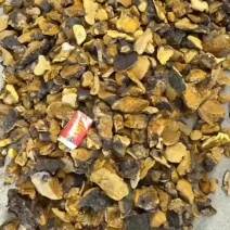 桑树桑黄