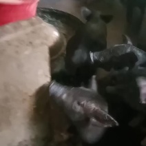 一级黑猪苗