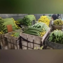 大量精品丝瓜上市