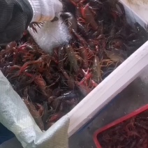 洪湖小龙虾基地直发货源充足对接批发商可视频看货