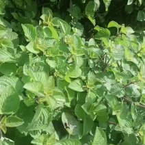 香排草种苗