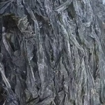 新海带无沙挂菜，自家养殖，支持零售批发