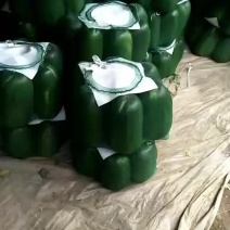 大量供应串玲小冬瓜产地供应对接商超代收代发全国各地