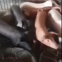 三元仔猪