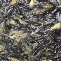 花鲢鱼苗基地直供，可送货上门，可基地自提