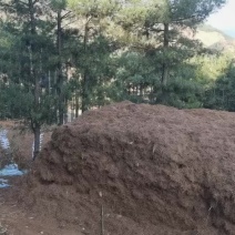 松针