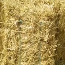 新鲜小麦秸秆，甘肃玉门产地直供，优质农产品，环保可再利用