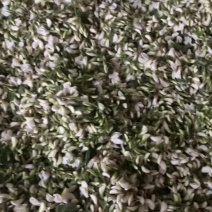 2024新鲜洋槐花不开花每日新货专业代办