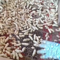 精品鲜花生广东花生大量上市量大从优欢迎咨询