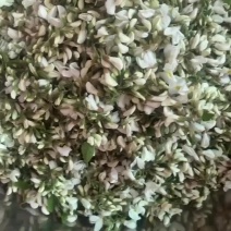 鲜洋槐花，产地直发，两个冰瓶，