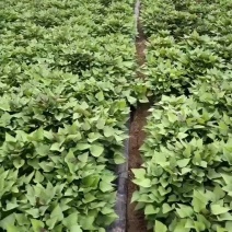 各种脱毒红薯苗，单垄单行，苗子粗壮，成活率高，需要的朋友