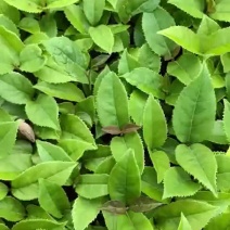 天睿园林常年供应桂花芽苗八月桂籽播苗根系好易成活量大从优