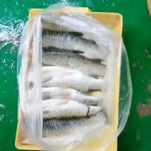 草鱼块