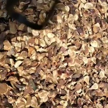 低价处理美国灵芝小嫩芽