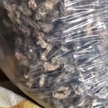 2024野生羊肚菌