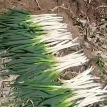 钢葱