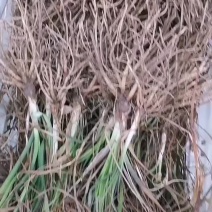 知母苗