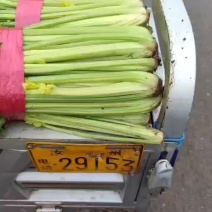 芹菜上市产地直发视频看货质量好