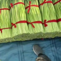 河南蒜薹开封红帽蒜薹条形顺直颜色翠绿水分足耐储存运输打捆