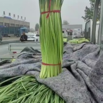 河南蒜薹开封红帽蒜薹长度好条形直已打捆鲜嫩翠绿耐储存包食