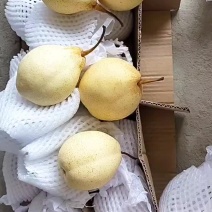 水晶鸭梨，皮薄水多，果面干净，质量好，货源充足