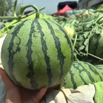 无籽美都西瓜/产地直发/品质好，承接各大商超，水果市场