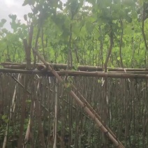 宫粉紫荆基地直销规格齐全欢迎来电咨询合作