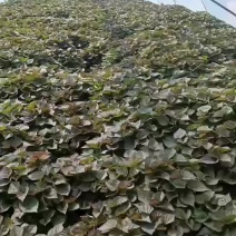 红薯苗