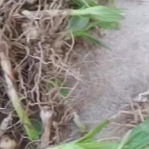 白芨