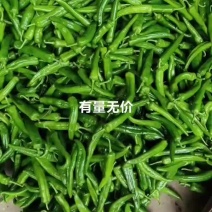 青皮椒大量上市好品质价格美丽，欢迎老板们实地考察