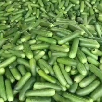 广西南宁毛节瓜大量上市。物美价廉