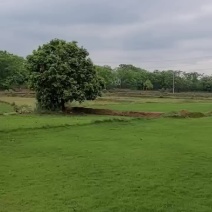 基地直供带土马尼拉草皮耐践踏易成活好养护量大从优现货