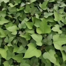 商薯19高剪苗