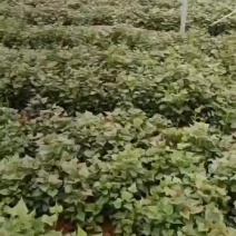 脱毒原种红薯苗商薯19