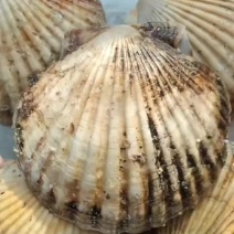 朝鲜特扇贝规格全新鲜扇贝白壳边贸大扇贝烧烤必备